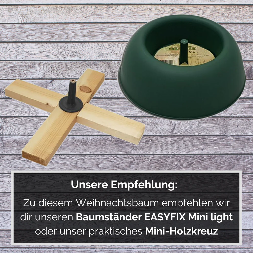 Weihnachtsbaum Nordmanntanne S 100-125 cm - Image 5