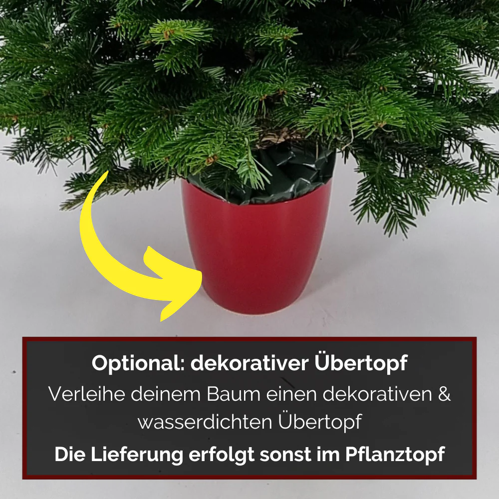 Weihnachtsbaum Nordmanntanne im Topf gewachsen - Image 3