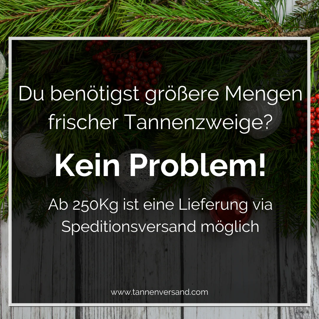 Zweige Thuja Lebensbaum frisches Tannengrün - Image 4