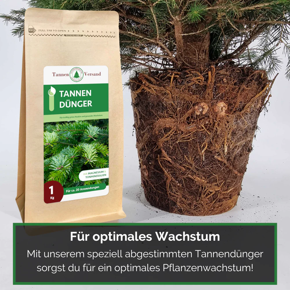 Weihnachtsbaum Nordmanntanne im Topf gewachsen - Image 4